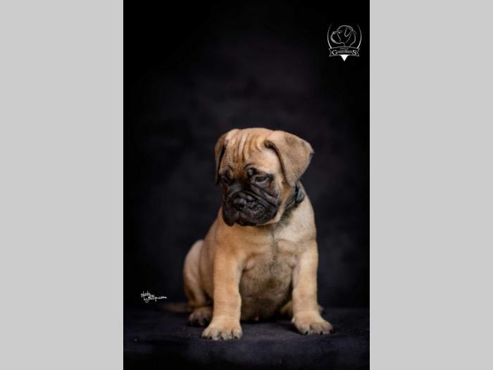 odgajivačnica bullmastiff a home of guardians  besplatni mali oglasi