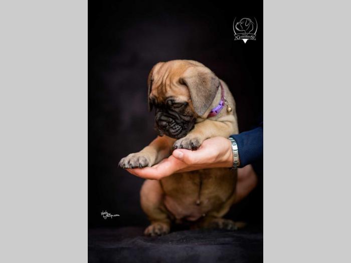 odgajivačnica bullmastiff a home of guardians  besplatni mali oglasi