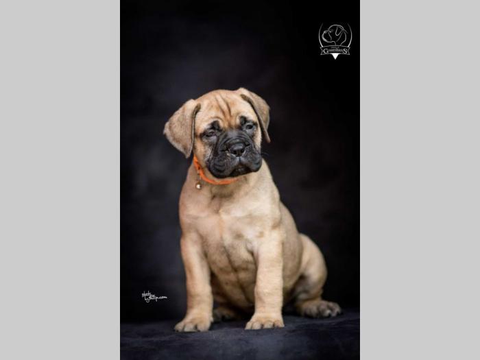 odgajivačnica bullmastiff a home of guardians  besplatni mali oglasi