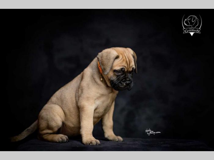 odgajivačnica bullmastiff a home of guardians  besplatni mali oglasi