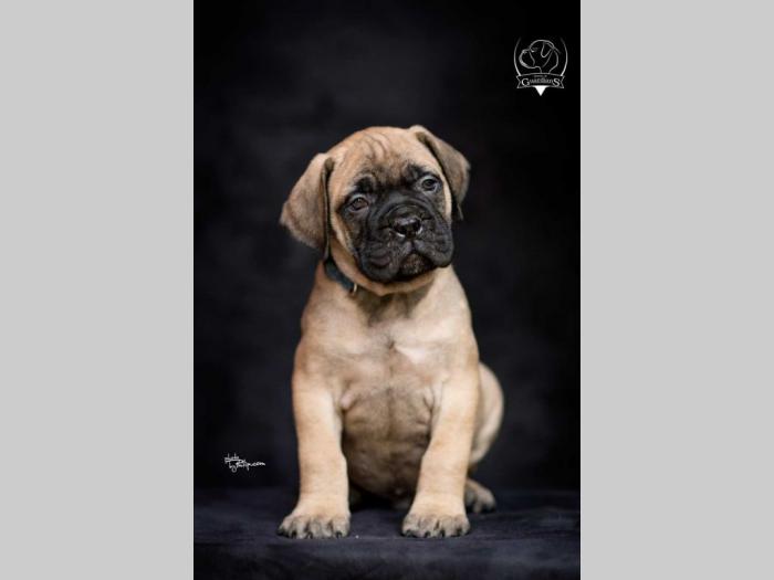 odgajivačnica bullmastiff a home of guardians  besplatni mali oglasi