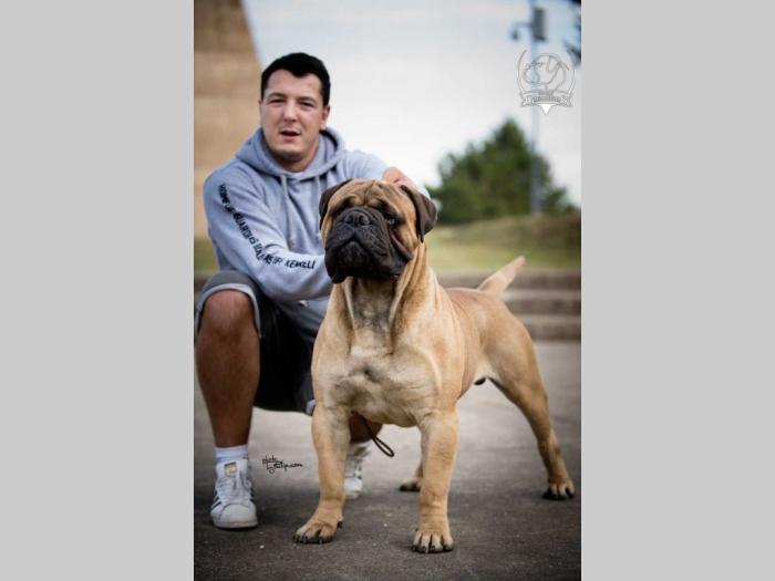 odgajivačnica bullmastiff a home of guardians  besplatni mali oglasi