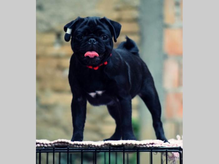 mops dve crne ženke besplatni mali oglasi