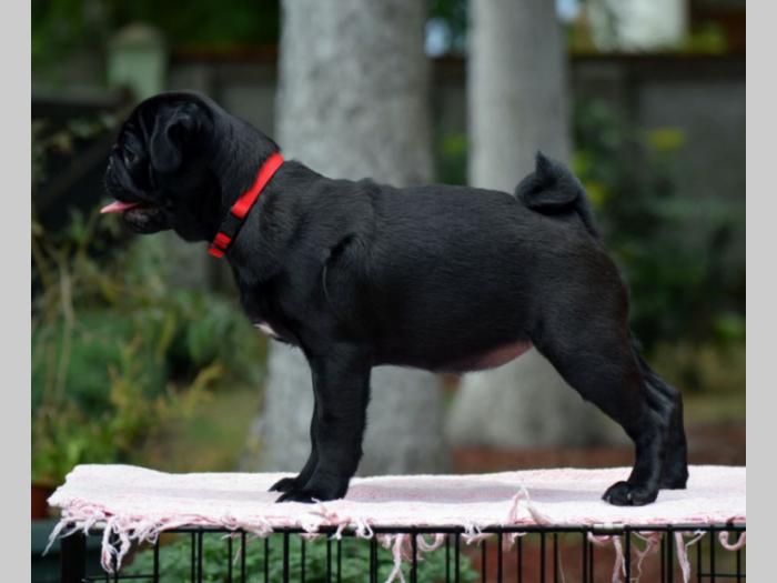 mops dve crne ženke besplatni mali oglasi