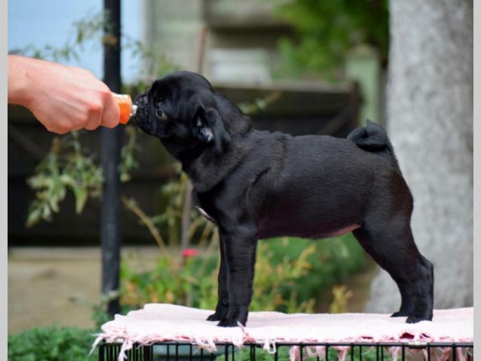 mops dve crne ženke besplatni mali oglasi