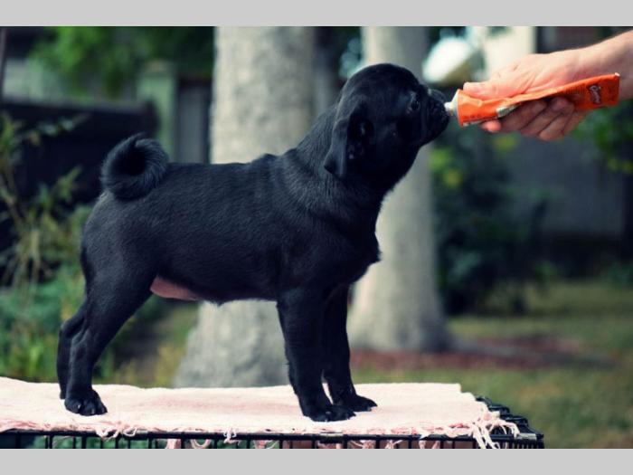 mops dve crne ženke besplatni mali oglasi