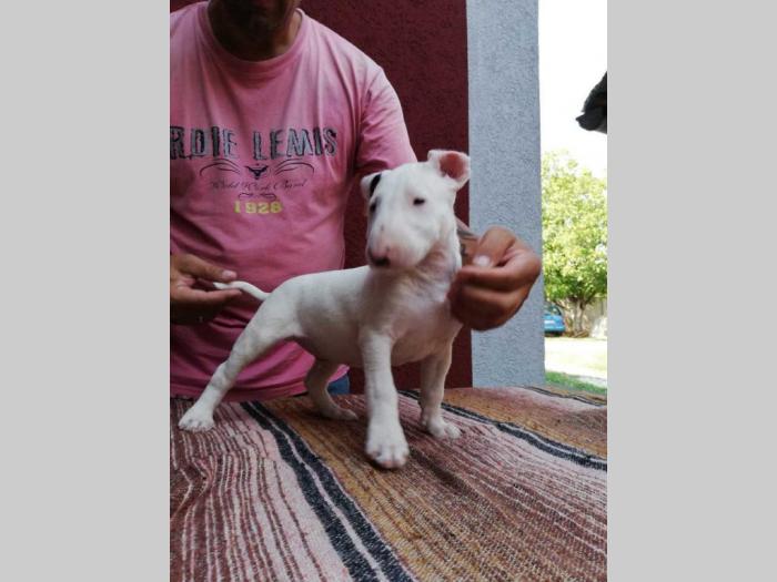 bull terier štenci šampionskog porekla besplatni mali oglasi