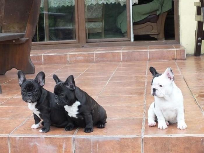 francuski buldog štene besplatni mali oglasi