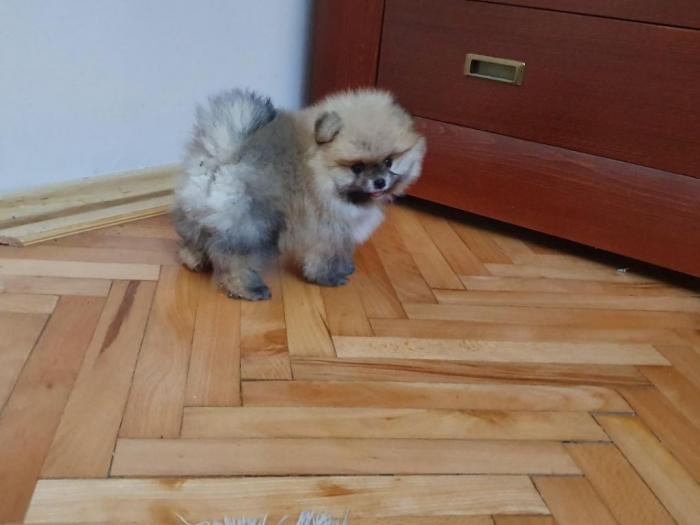 pomeranski špic štenci na prodaju besplatni mali oglasi