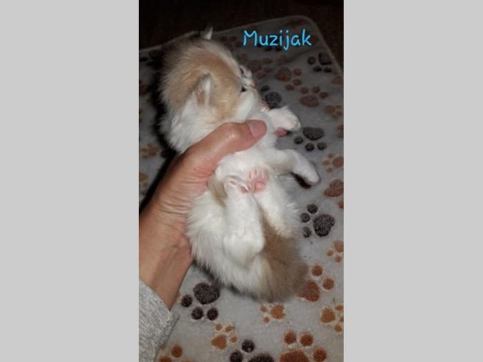 persijski mačići rezervacija besplatni mali oglasi