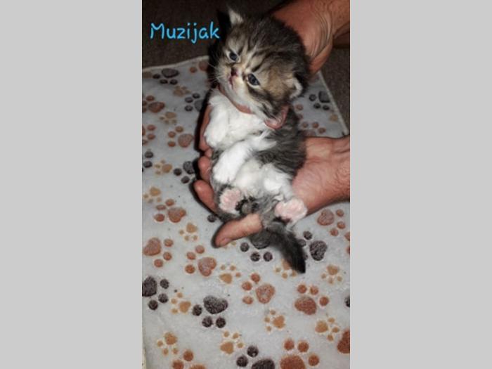 persijski mačići rezervacija besplatni mali oglasi