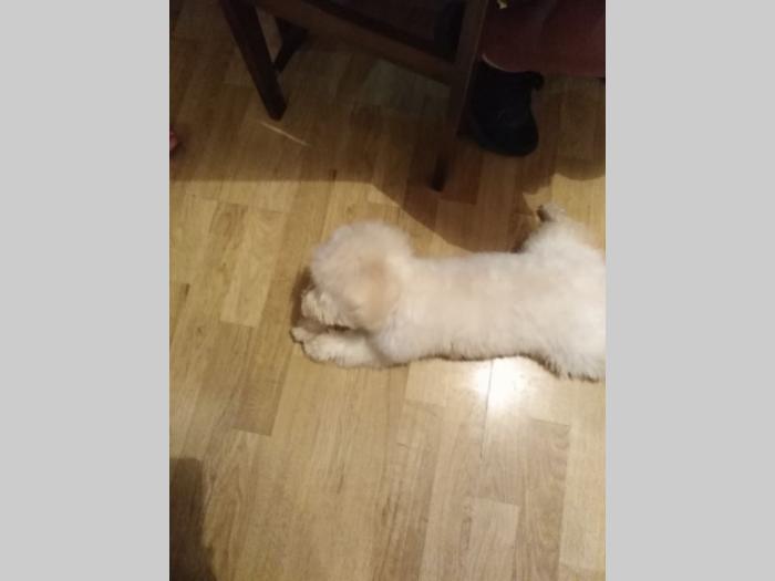 na prodaju štene kovrdžavog bišona besplatni mali oglasi