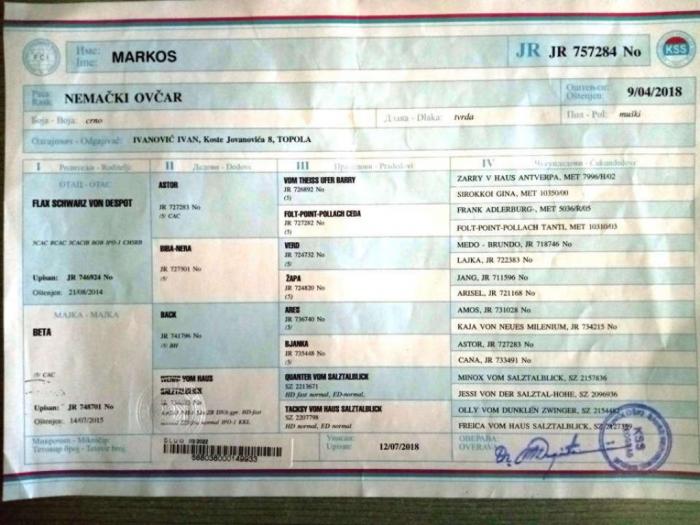 crni nemački ovčar vrhunski štenci šampionskog porekla besplatni mali oglasi