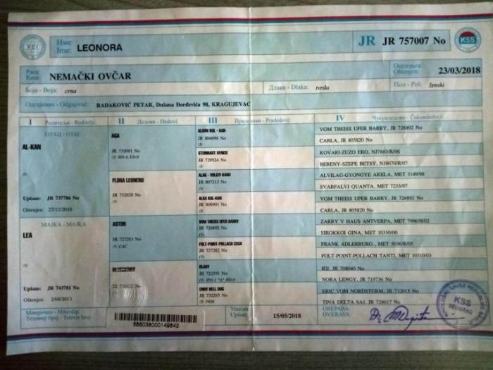 crni nemački ovčar vrhunski štenci šampionskog porekla besplatni mali oglasi