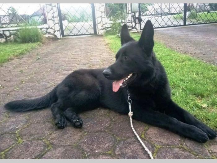 crni nemački ovčar vrhunski štenci šampionskog porekla besplatni mali oglasi