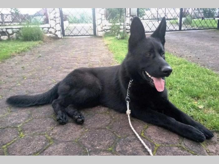 crni nemački ovčar vrhunski štenci šampionskog porekla besplatni mali oglasi