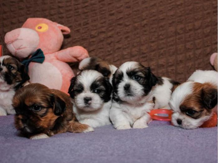 shih tzu trikolor prelepi štenci besplatni mali oglasi