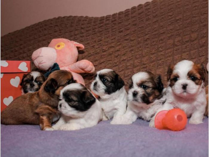 shih tzu trikolor prelepi štenci besplatni mali oglasi