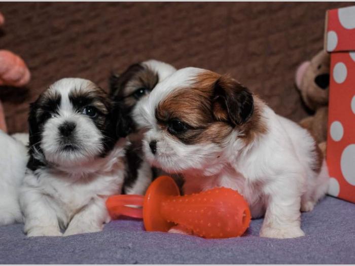 shih tzu trikolor prelepi štenci besplatni mali oglasi