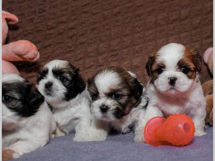 shih tzu trikolor prelepi štenci besplatni mali oglasi