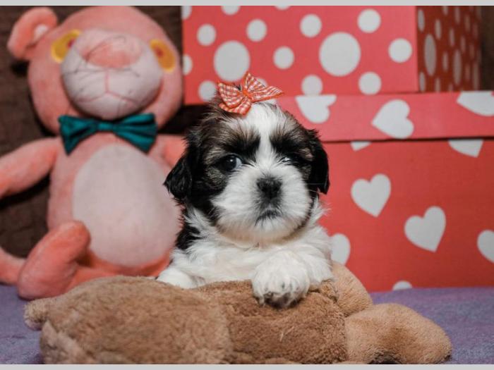 shih tzu trikolor prelepi štenci besplatni mali oglasi