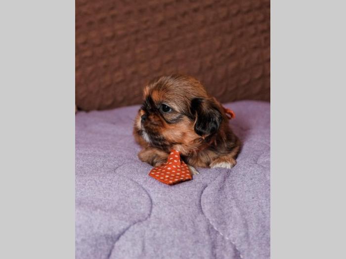 shih tzu trikolor prelepi štenci besplatni mali oglasi