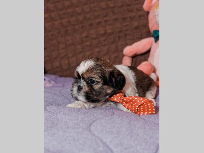 shih tzu trikolor prelepi štenci besplatni mali oglasi