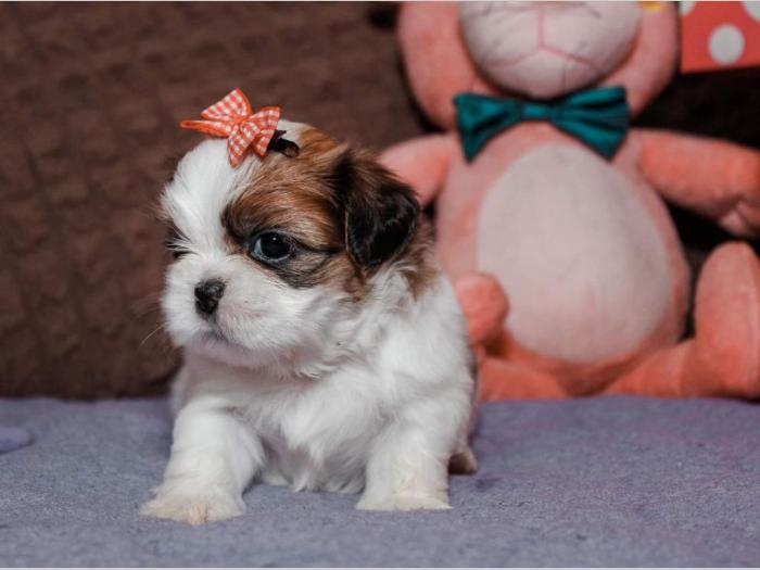 shih tzu trikolor prelepi štenci besplatni mali oglasi