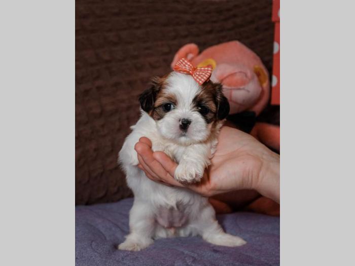 shih tzu trikolor prelepi štenci besplatni mali oglasi