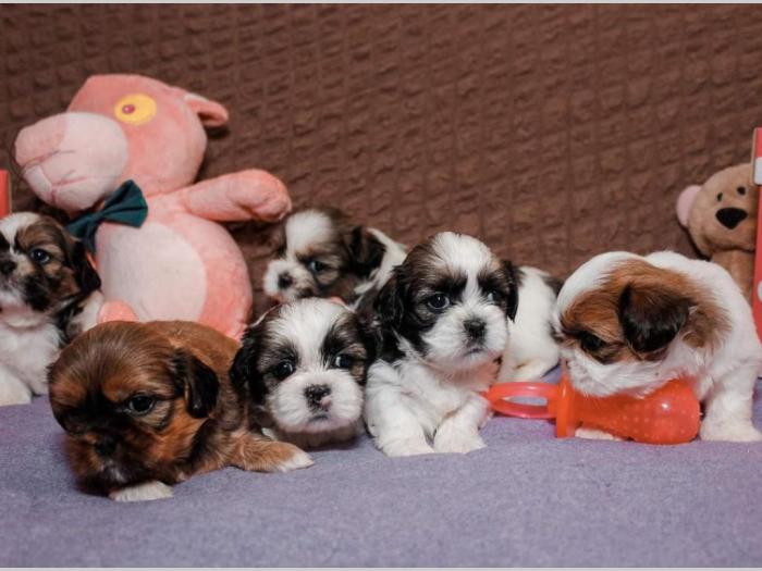 shih tzu trikolor prelepi štenci besplatni mali oglasi