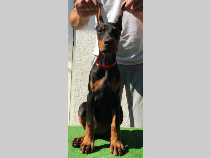 štenci dobermana vrhunskog kvaliteta besplatni mali oglasi