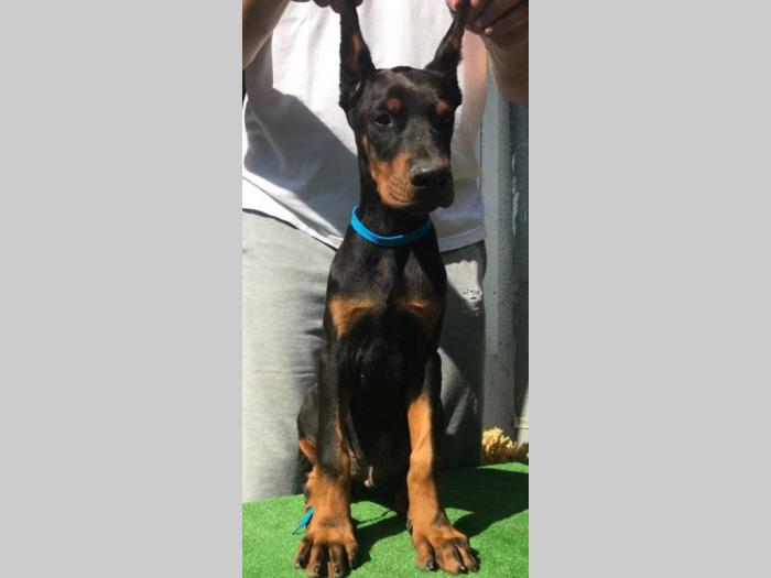 štenci dobermana vrhunskog kvaliteta besplatni mali oglasi
