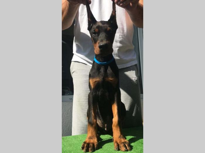 štenci dobermana vrhunskog kvaliteta besplatni mali oglasi