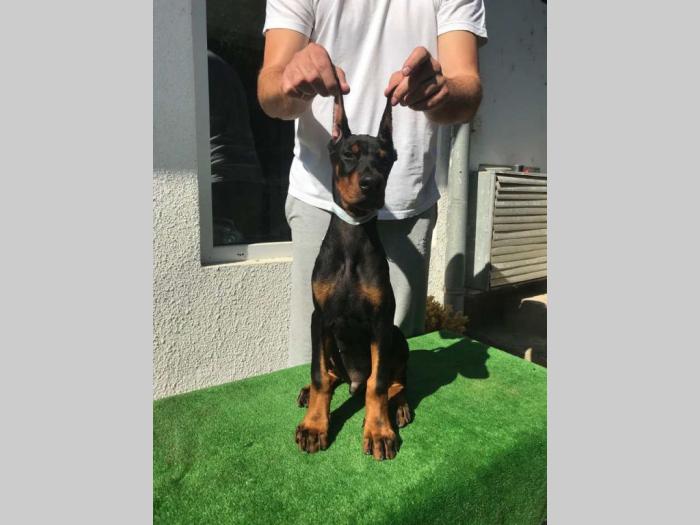 štenci dobermana vrhunskog kvaliteta besplatni mali oglasi