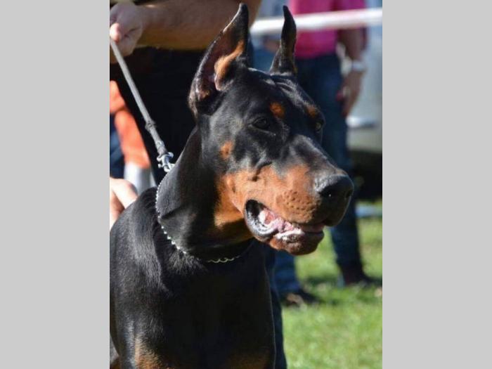 štenci dobermana vrhunskog kvaliteta besplatni mali oglasi
