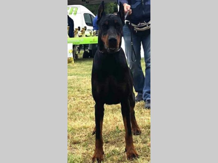 štenci dobermana vrhunskog kvaliteta besplatni mali oglasi