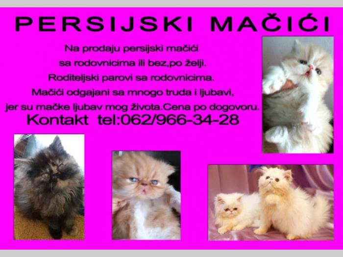 na prodajupersijski mačići besplatni mali oglasi