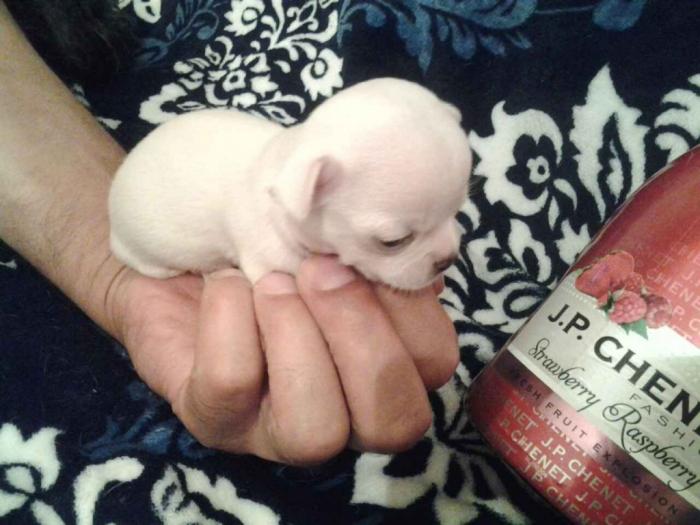 mini čivave princess chihuahua  besplatni mali oglasi