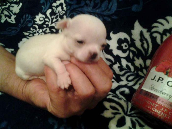 mini čivave princess chihuahua  besplatni mali oglasi