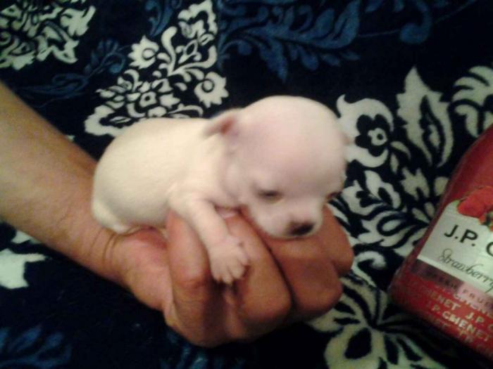 mini čivave princess chihuahua  besplatni mali oglasi