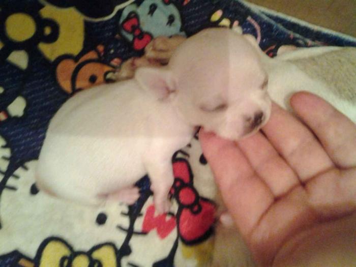 mini čivave princess chihuahua  besplatni mali oglasi