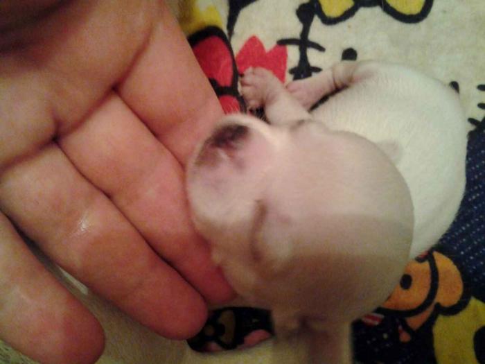 mini čivave princess chihuahua  besplatni mali oglasi