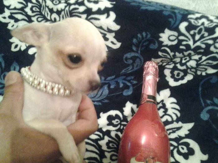 mini čivave princess chihuahua  besplatni mali oglasi