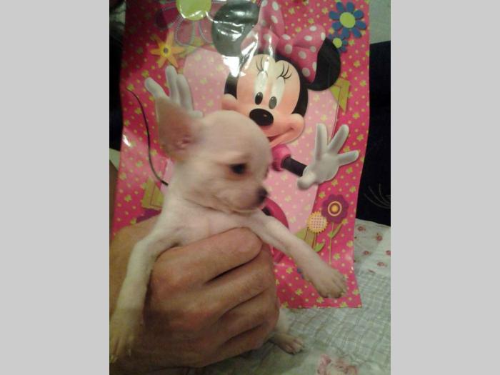 mini čivave princess chihuahua  besplatni mali oglasi