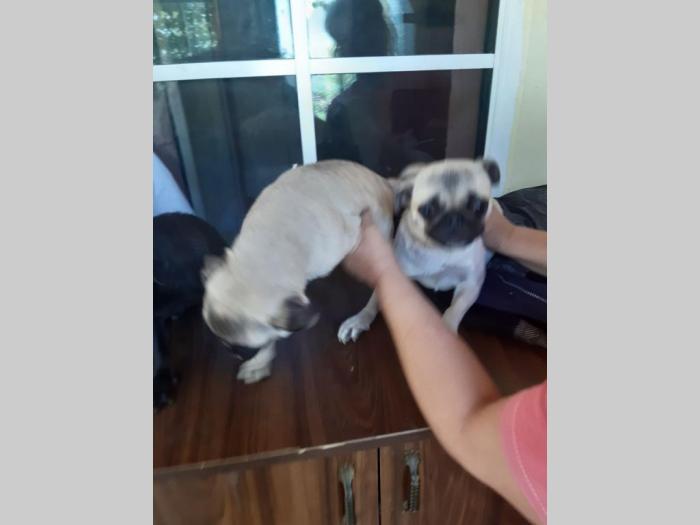 mops štenci različitog uzrasta besplatni mali oglasi