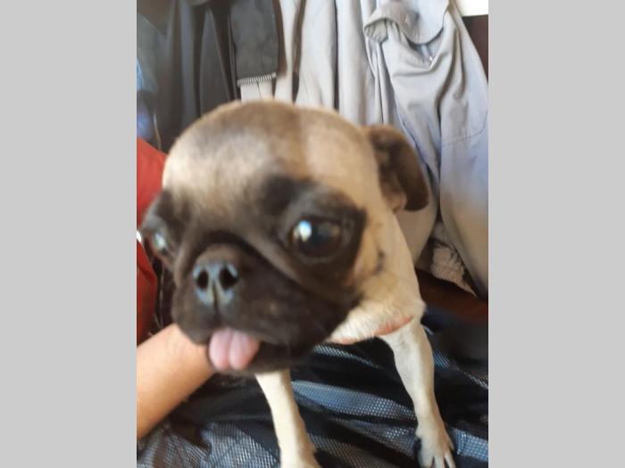 mops štenci različitog uzrasta besplatni mali oglasi