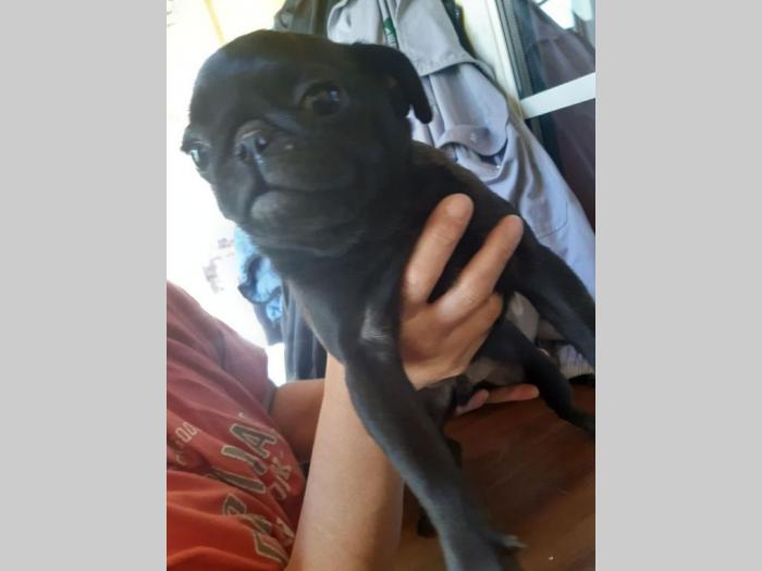 mops štenci različitog uzrasta besplatni mali oglasi