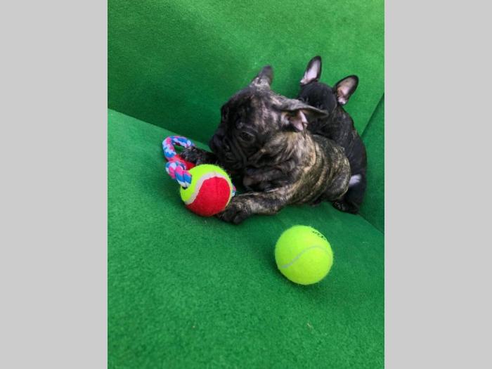 francuski buldog štenci besplatni mali oglasi