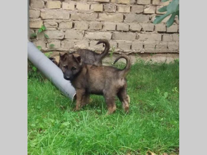 nemački ovčar dve ženkice besplatni mali oglasi