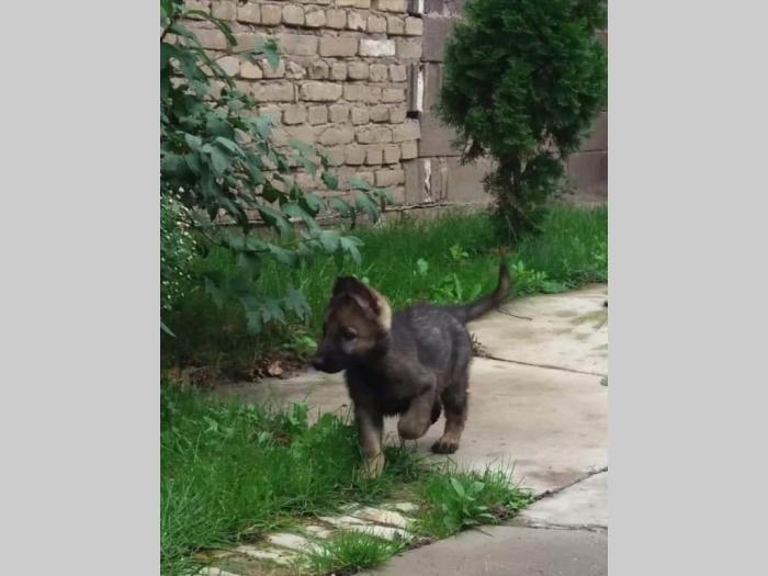 nemački ovčar dve ženkice besplatni mali oglasi